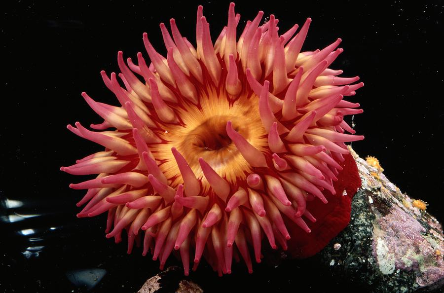 a-beautiful-sea-anemone-in-shades-george-grall